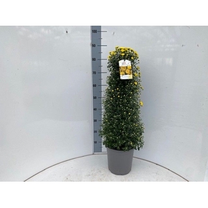 CHRYS PYRAMIDE YELLOW 85CM P24