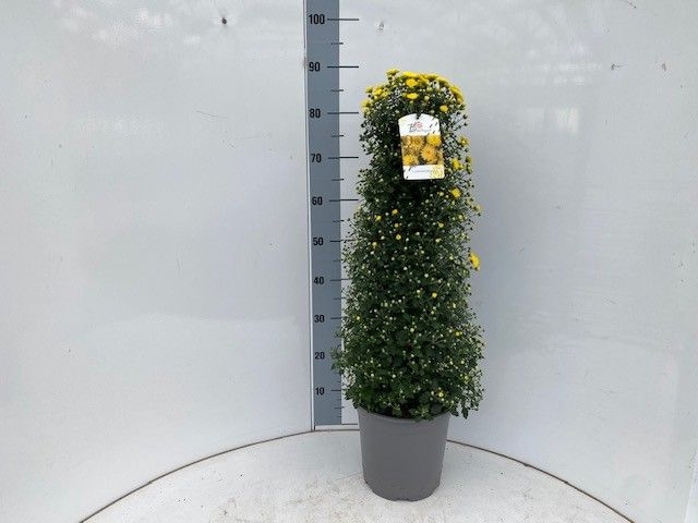 CHRYS PYRAMIDE YELLOW 85CM P24