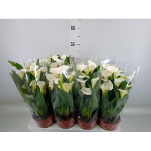 Zantedeschia   ...