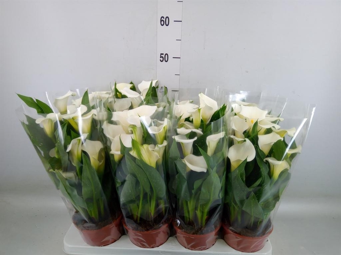 <h4>Zantedeschia   ...</h4>