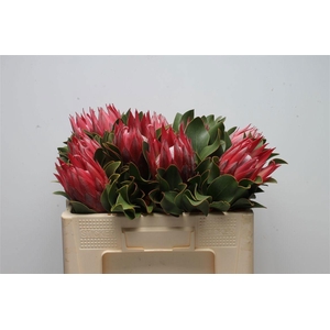 PROTEA CY MADIBA