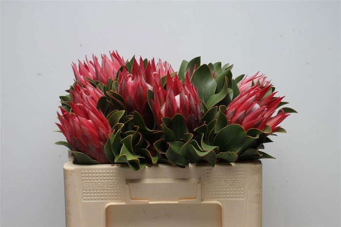 <h4>PROTEA CY MADIBA</h4>