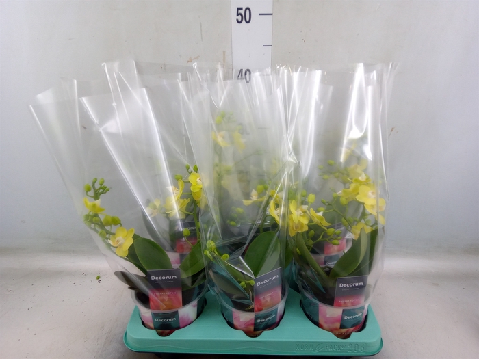 <h4>Phalaenopsis   ...yellow</h4>