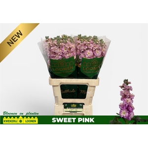 Matth Milla Pink