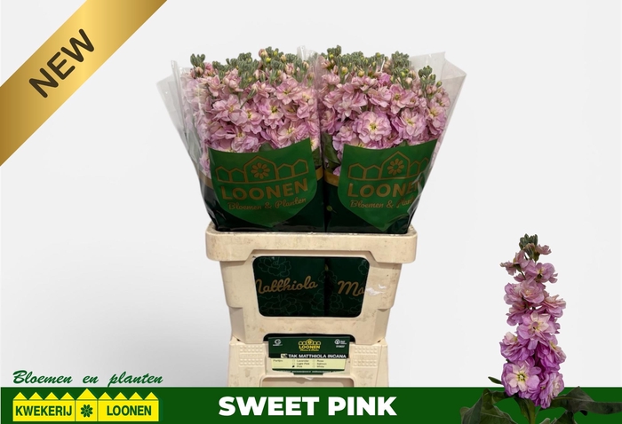 <h4>MATTH MILLA PINK</h4>