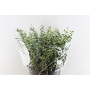 Euca Baby Blue Short 150 Gram