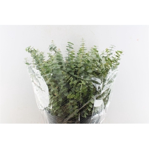 Euca Baby Blue Short 150 Gram