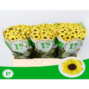 Chrys sa patrese sunny