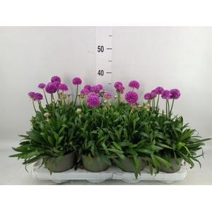 Armeria pseud. 'Dreameria Vivid Dr'