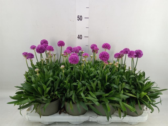 <h4>Armeria pseud. 'Dreameria Vivid Dr'</h4>