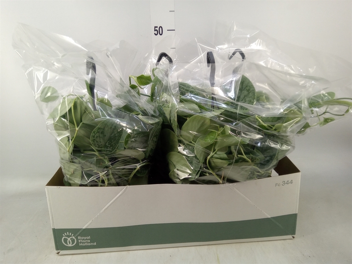 <h4>Scindapsus pictus 'Silvery Ann'</h4>