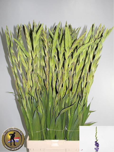 <h4>GLAD GR MOJITO</h4>