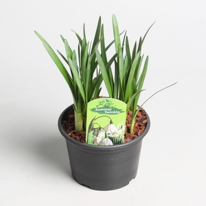 Leucojum Summer Twinkle (stadium 2)