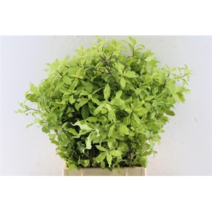 Pitto Green