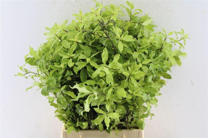 <h4>Pitto Green</h4>