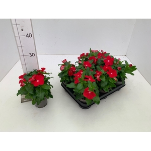 CATH PA XP RED REALL