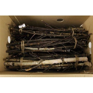 Birch Stem Branched 57cm(10pc)