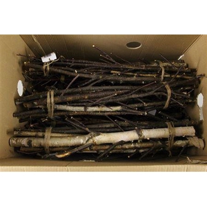 Birch Stem Branched 57cm(10pc)