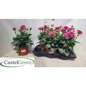 DAHL D LAB GR D PINK