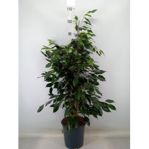Ficus benja. 'Danielle'