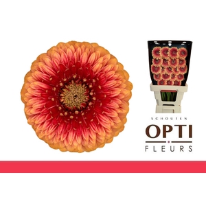 GE MB POM BEAKER-Diamond*60