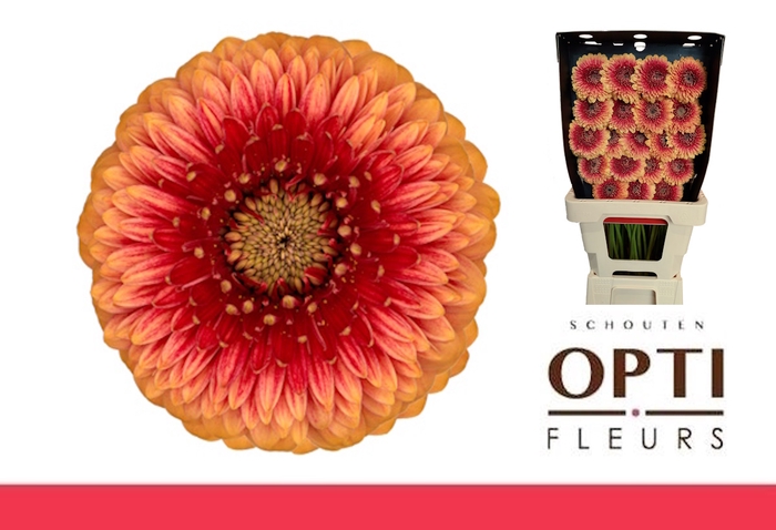 <h4>GE MB POM BEAKER-Diamond*20</h4>