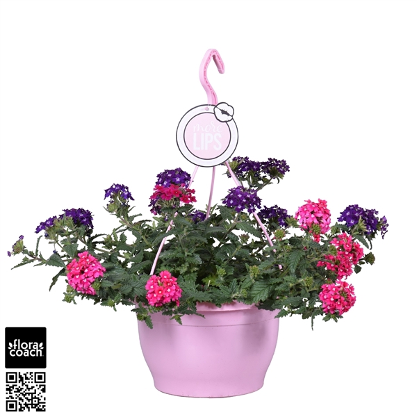 <h4>MoreLIPS® Verbena 'Trixi Wild Berries'</h4>
