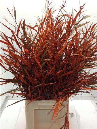 <h4>Grevilea Oranje</h4>