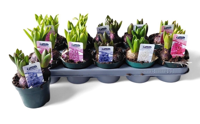 <h4>HYACIN MIXK 5 KL</h4>