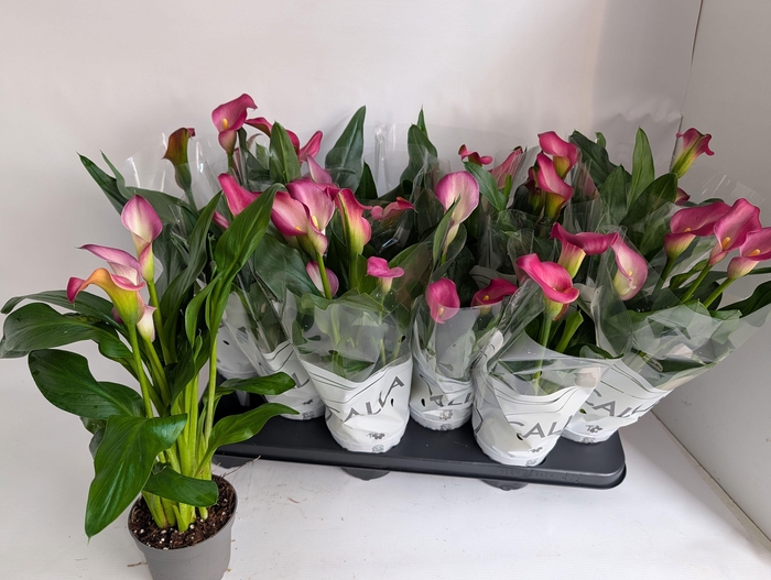 <h4>ZANT PINK PUPPY</h4>