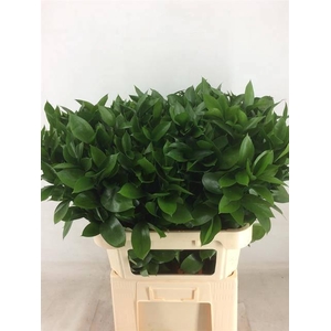 RUSCUS HYPOPHYLLUM