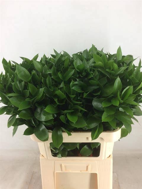 <h4>RUSCUS HYPOPHYLLUM</h4>