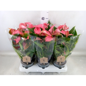 Anthurium  'FC Romantico'