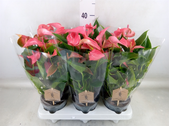 <h4>Anthurium  'FC Romantico'</h4>
