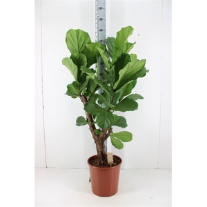 Ficus Lyrata P30