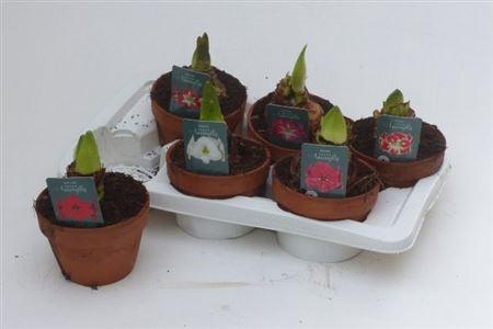 <h4>Hipp Gem 4 Srt</h4>