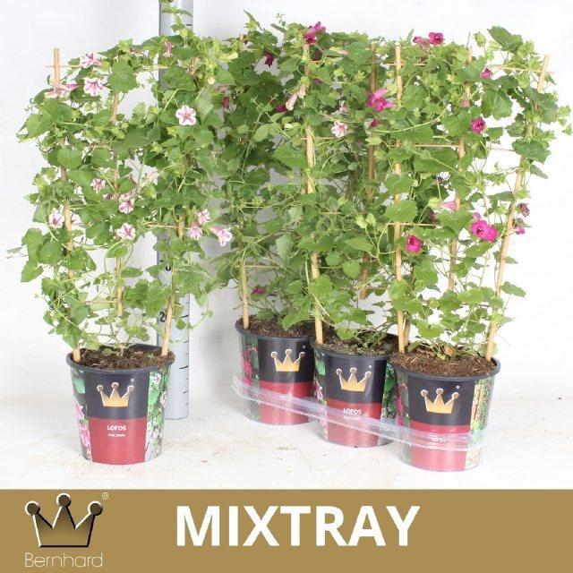 <h4>LOPH LOFOS COMP PINK</h4>