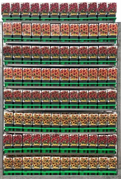 <h4>Gaillardia</h4>