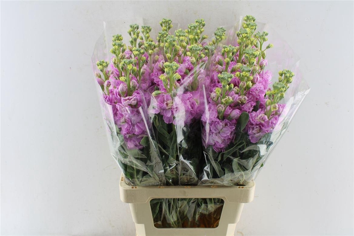 <h4>Matth Iron Pink</h4>