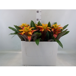 Guzmania  'Fiero Yellow'