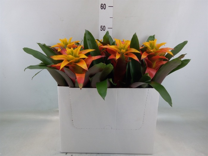 <h4>Guzmania  'Fiero Yellow'</h4>