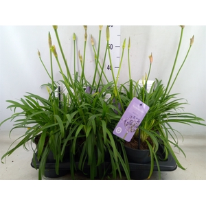 Agapanthus  'Summer Love Blue'