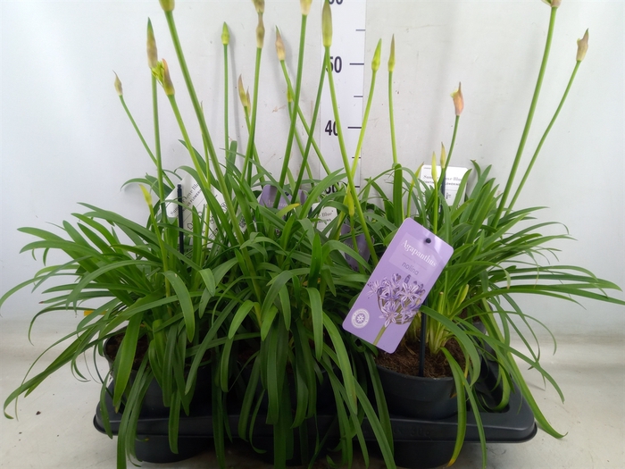 <h4>Agapanthus  'Summer Love Blue'</h4>