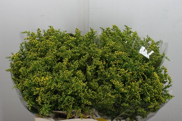 <h4>Soli Carzan Glory 60/20</h4>