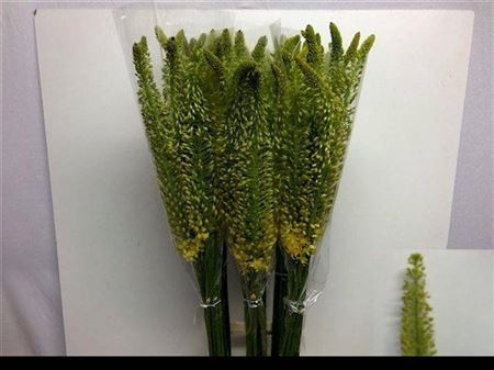 <h4>Eremurus Stenophyllu</h4>