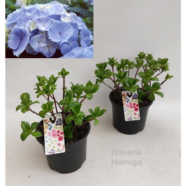 <h4>Hydrangea Hovaria Homigo Garden 19cm</h4>