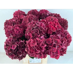 HYDR M MAG DARK RUBY