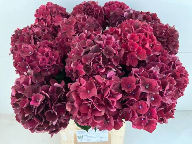 <h4>HYDR M MAG DARK RUBY</h4>