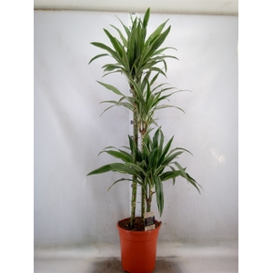 Dracaena fr de 'Warneckei'