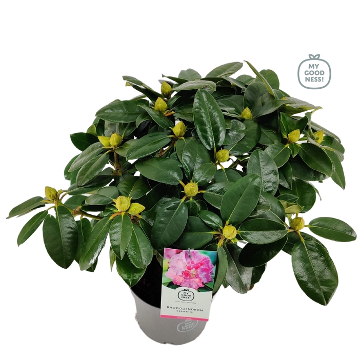 <h4>Rhododendron hybr. 'Germania' C5 40-50</h4>